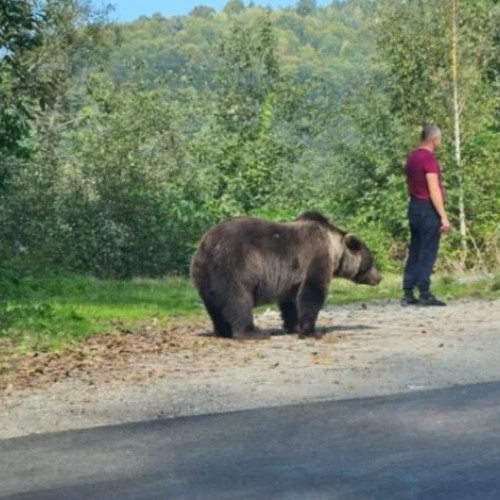 Propunere de pedeapsă pentru hrănirea urșilor în comuna Chiojdu