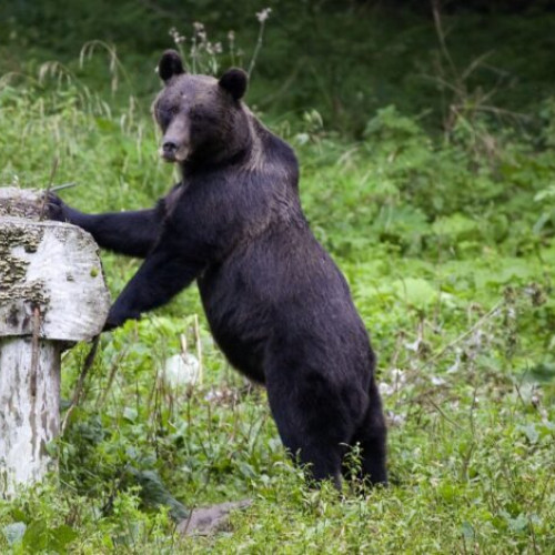 APM a aprobat despăgubiri de 190.000 lei pentru pagubele cauzate de animalele sălbatice în 2024