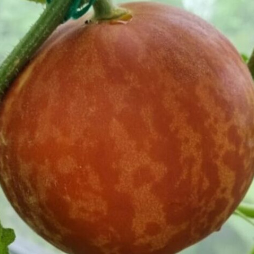 O descoperire promițătoare pentru cultivatorii de pepeni galbeni din România