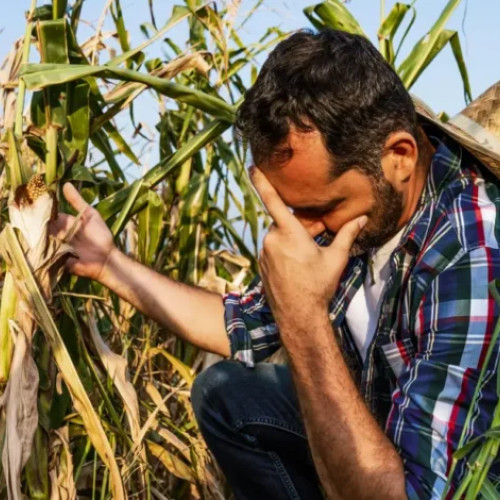 Vizita premierului Marcel Ciolacu și a ministrului Agriculturii în sud-estul României pentru evaluarea pagubelor cauzate de secetă