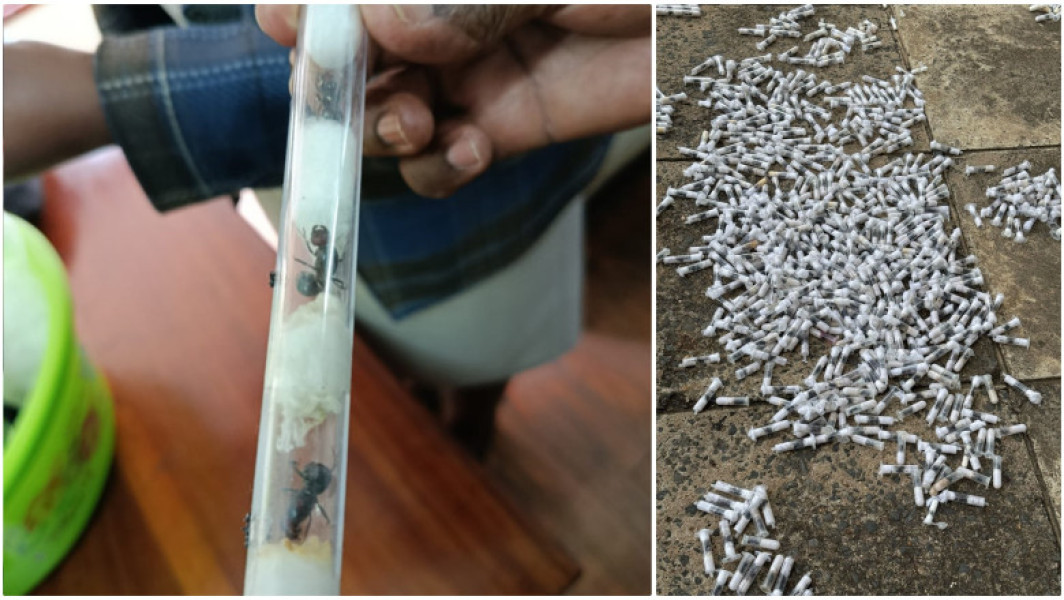 Patru bărbați au pledat vinovați pentru contrabanda cu furnici rare în Kenya