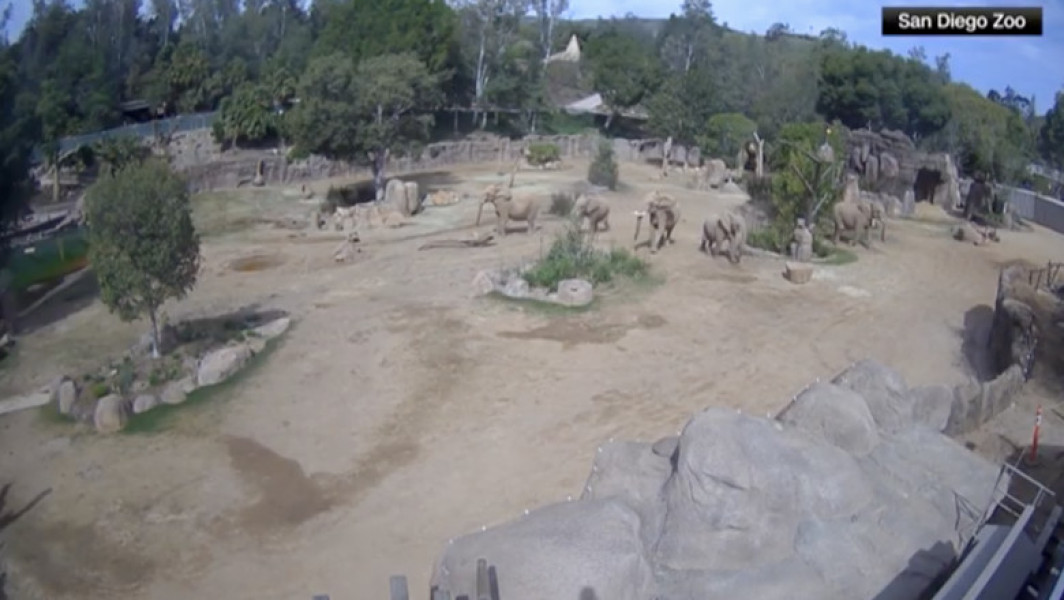 Elefanții africani de la Grădina Zoologică din San Diego, protejați după cutremur