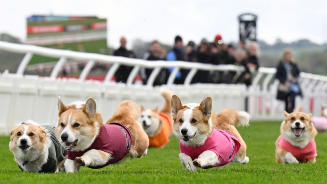 Câinii Corgi s-au întrecut în Derby-ul din Scoția