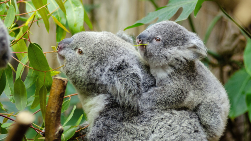 Euthanasie de koala în Australia, în urma incendiilor devastatoare