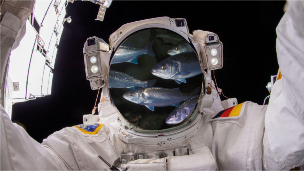Bibanii de mare vor fi crescuți în spațiu pentru viitorii astronauți