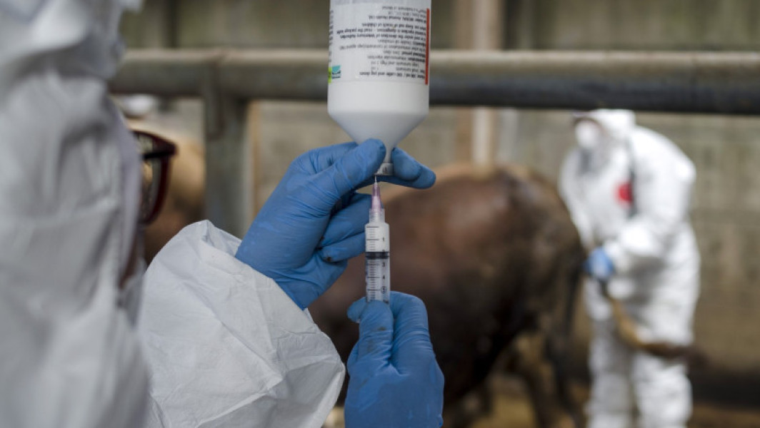 Europa se confruntă cu o epidemie gravă de febră aftoasă