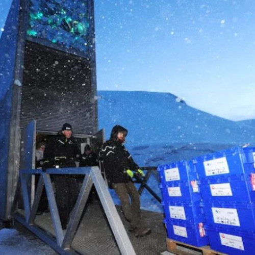 Banca de gene a refuzat să trimită semințe la Seiful Global Svalbard