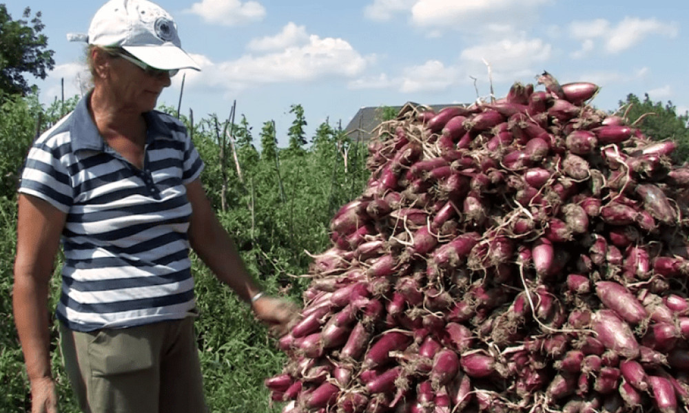 Ceapa roșie de apă din Mărăcineni, un brand local de tradiție