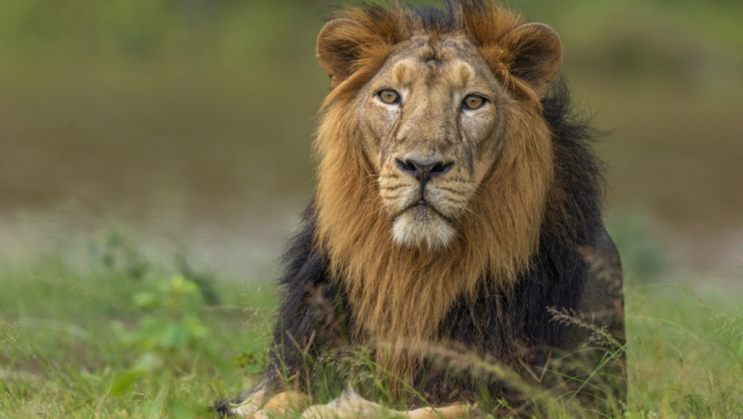Leu domesticit urmărit de animalul său scapă și atacă o familie în Lahore