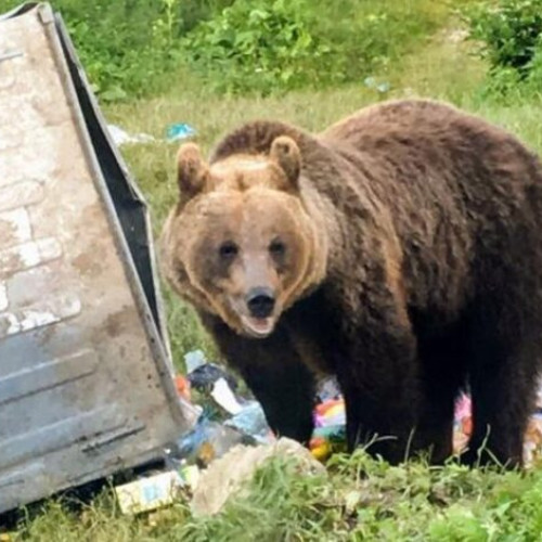 Despăgubiri pentru pagubele provocate de urși în județul Buzău, în valoare de peste 500.000 lei