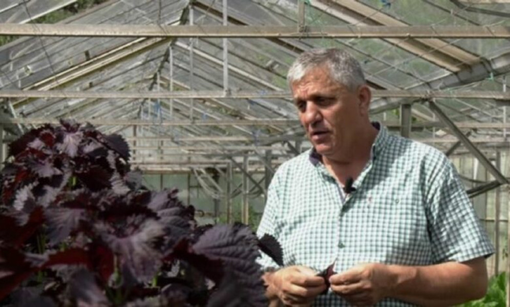 Perilla Frutescens în grădina Buzăului: premieră europeană, aclimatizare și perspective economice