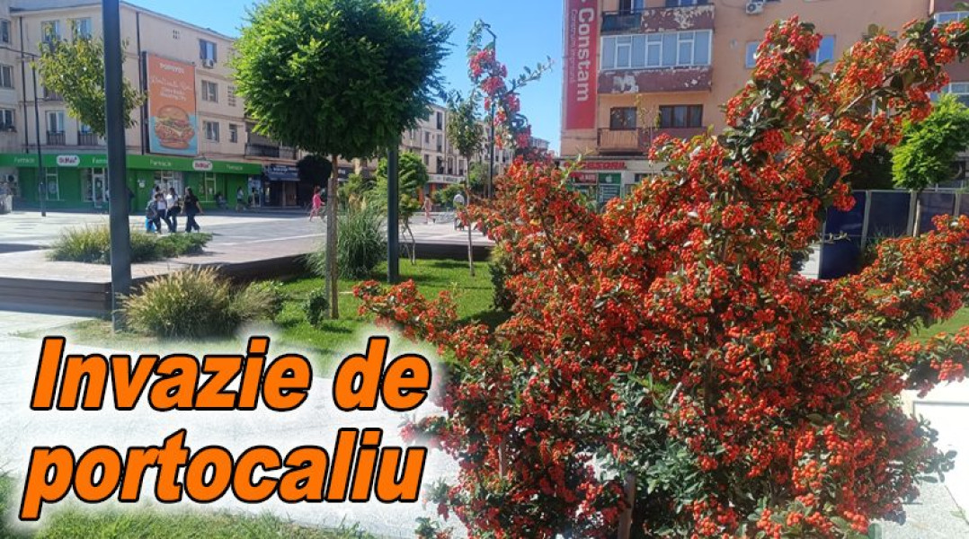 Spațiul verde din fața primăriei Buzău, colorat în portocaliu datorită cătinei