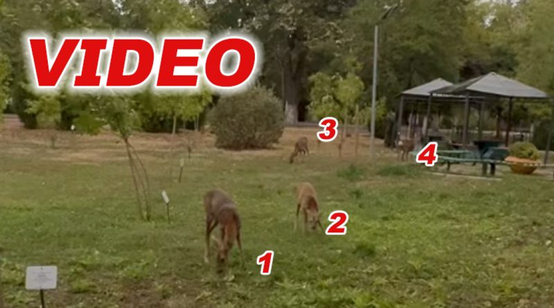 Patru căprioare surprinse în Parcul Crâng din Buzău