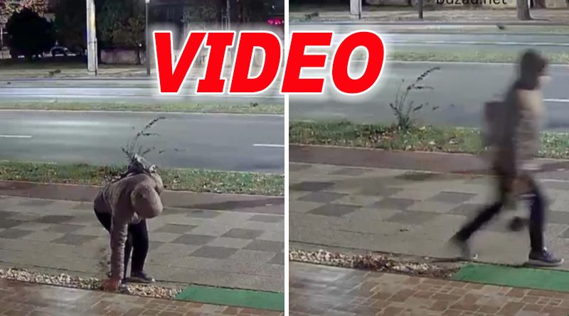 O femeie, surprinsă smulgând o floare urbană pe Bd. Unirii Sud