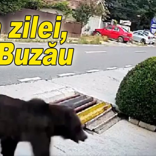 Sunt imaginile zilei din județul Buzău