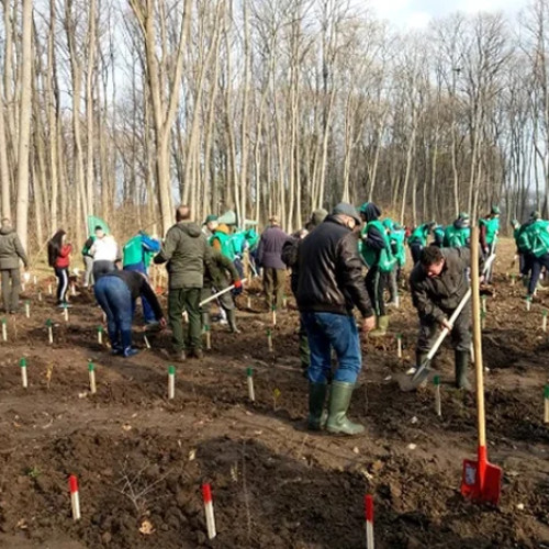Directia Silvica Buzau a plantat peste 118.000 de puieti in campania de impaduriri din primavara